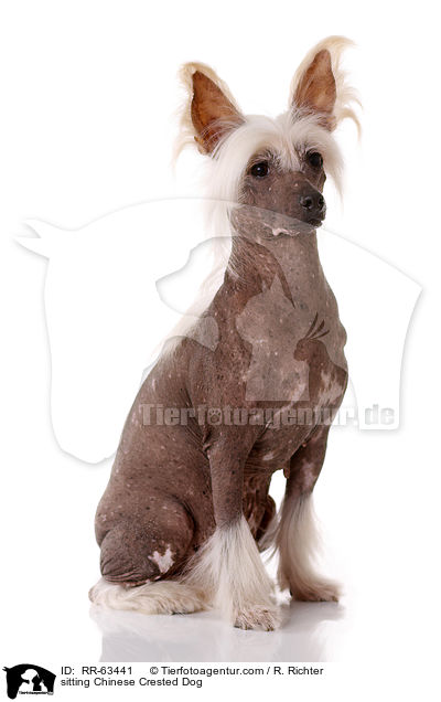 sitzender Chinesischer Schopfhund / sitting Chinese Crested Dog / RR-63441