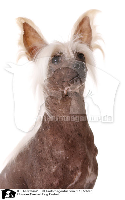 Chinesischer Schopfhund Portrait / Chinese Crested Dog Portrait / RR-63442