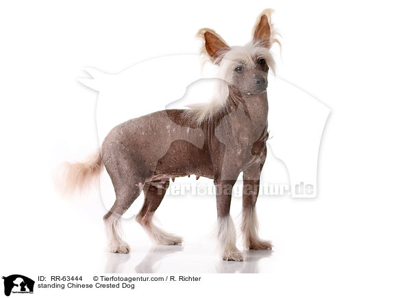 stehender Chinesischer Schopfhund / standing Chinese Crested Dog / RR-63444