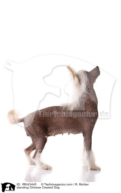stehender Chinesischer Schopfhund / standing Chinese Crested Dog / RR-63445