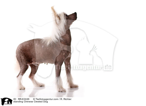 stehender Chinesischer Schopfhund / standing Chinese Crested Dog / RR-63446