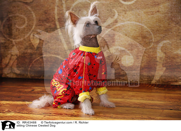 sitzender Chinesischer Schopfhund / sitting Chinese Crested Dog / RR-63488