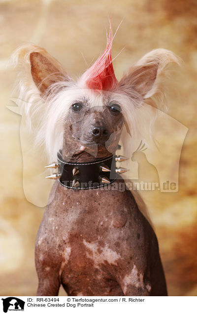 Chinesischer Schopfhund Portrait / Chinese Crested Dog Portrait / RR-63494