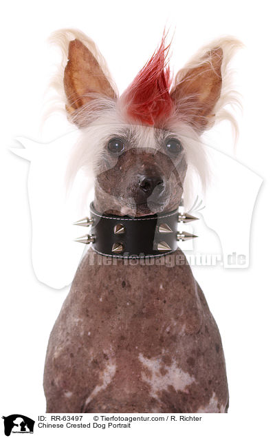 Chinesischer Schopfhund Portrait / Chinese Crested Dog Portrait / RR-63497