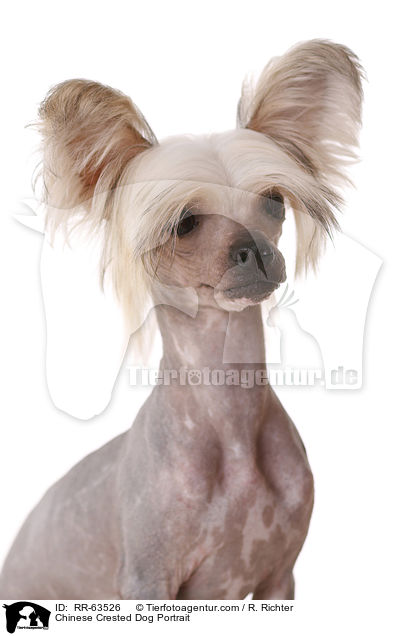 Chinesischer Schopfhund Portrait / Chinese Crested Dog Portrait / RR-63526