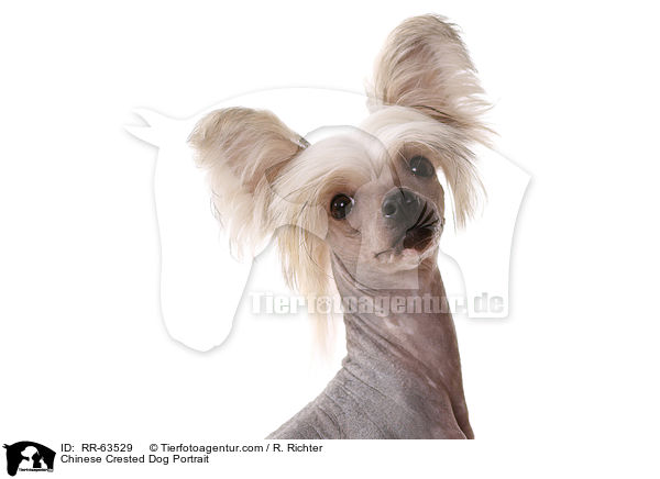 Chinesischer Schopfhund Portrait / Chinese Crested Dog Portrait / RR-63529