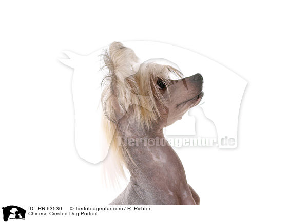 Chinesischer Schopfhund Portrait / Chinese Crested Dog Portrait / RR-63530
