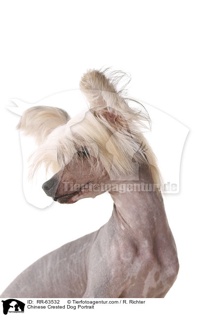 Chinesischer Schopfhund Portrait / Chinese Crested Dog Portrait / RR-63532