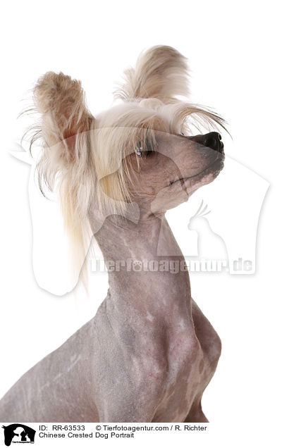 Chinesischer Schopfhund Portrait / Chinese Crested Dog Portrait / RR-63533