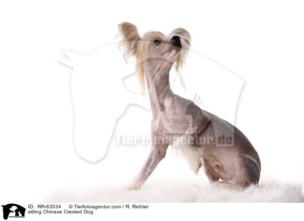 sitzender Chinesischer Schopfhund / sitting Chinese Crested Dog / RR-63534