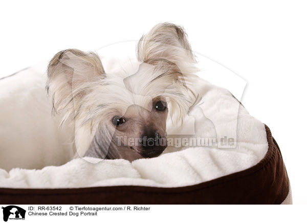 Chinesischer Schopfhund Portrait / Chinese Crested Dog Portrait / RR-63542