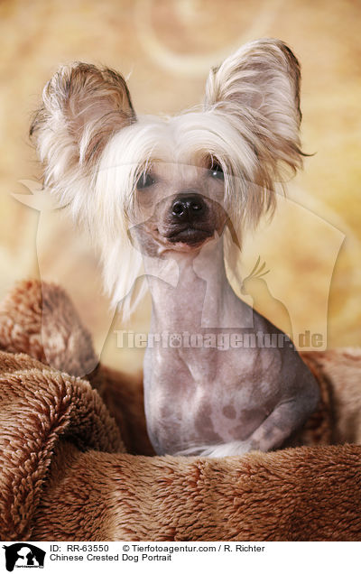 Chinesischer Schopfhund Portrait / Chinese Crested Dog Portrait / RR-63550