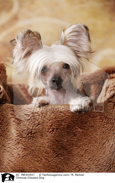 Chinesischer Schopfhund / Chinese Crested Dog / RR-63551