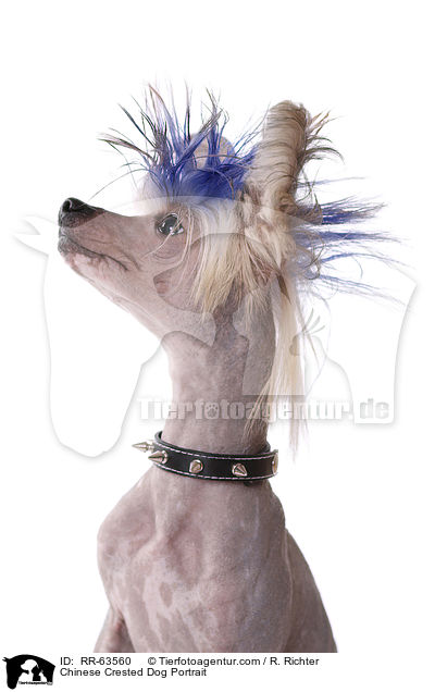 Chinesischer Schopfhund Portrait / Chinese Crested Dog Portrait / RR-63560