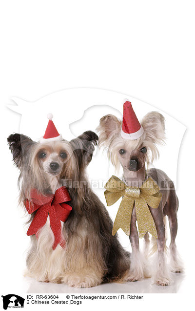 2 Chinesische Schopfhunde / 2 Chinese Crested Dogs / RR-63604