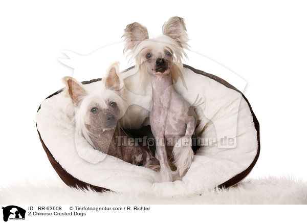 2 Chinesische Schopfhunde / 2 Chinese Crested Dogs / RR-63608