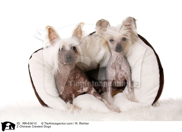 2 Chinesische Schopfhunde / 2 Chinese Crested Dogs / RR-63610