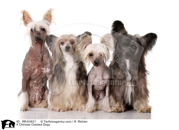 4 Chinesische Schopfhunde / 4 Chinese Crested Dogs / RR-63621