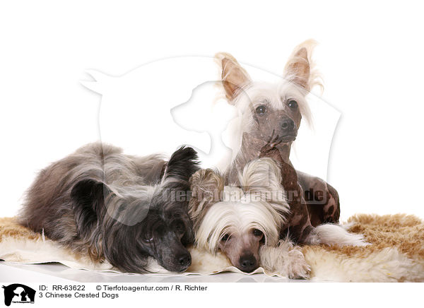 3 Chinesische Schopfhunde / 3 Chinese Crested Dogs / RR-63622