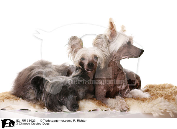 3 Chinesische Schopfhunde / 3 Chinese Crested Dogs / RR-63623