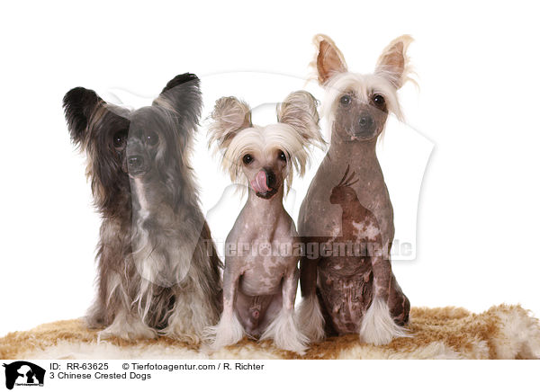 3 Chinesische Schopfhunde / 3 Chinese Crested Dogs / RR-63625