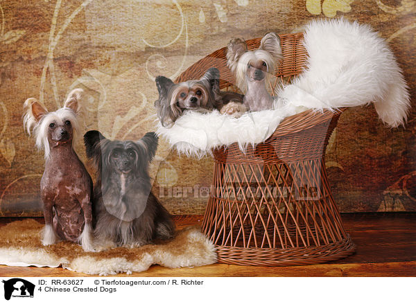 4 Chinesische Schopfhunde / 4 Chinese Crested Dogs / RR-63627