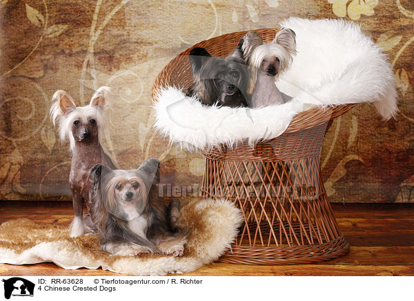 4 Chinesische Schopfhunde / 4 Chinese Crested Dogs / RR-63628