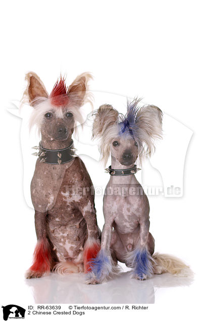 2 Chinesische Schopfhunde / 2 Chinese Crested Dogs / RR-63639