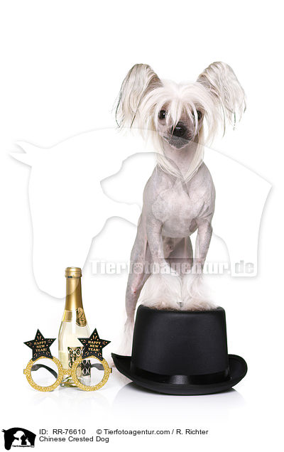 Chinese Crested Dog / RR-76610