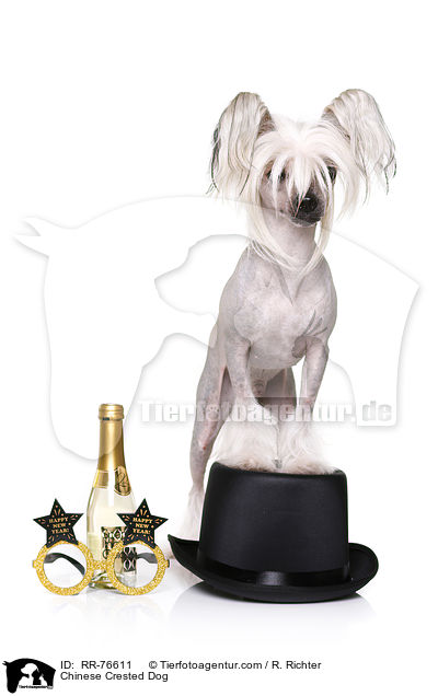 Chinese Crested Dog / RR-76611