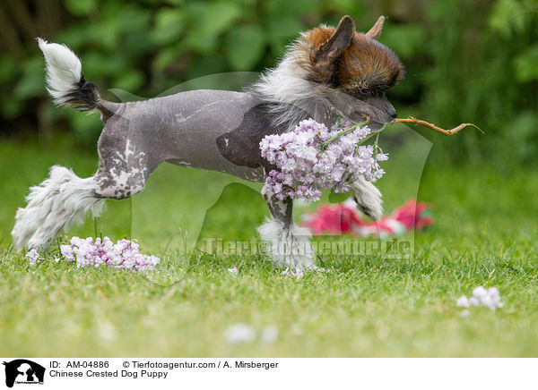 Chinese Crested Dog Welpe / Chinese Crested Dog Puppy / AM-04886