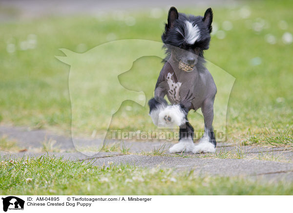 Chinese Crested Dog Welpe / Chinese Crested Dog Puppy / AM-04895