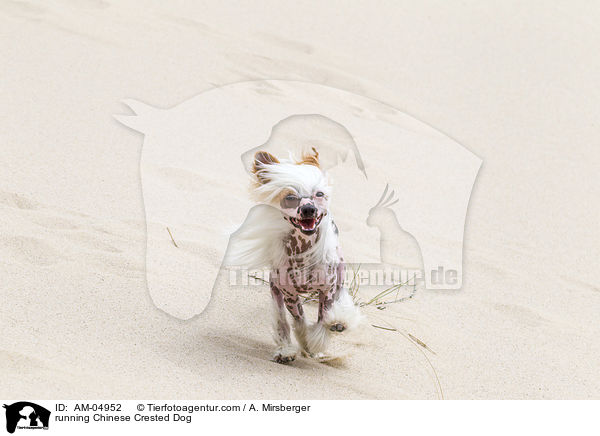 rennender Chinese Crested Dog / running Chinese Crested Dog / AM-04952