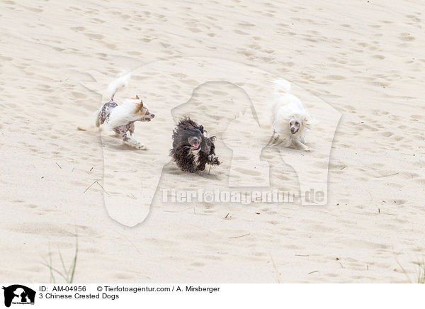 3 Chinese Crested Dogs / 3 Chinese Crested Dogs / AM-04956