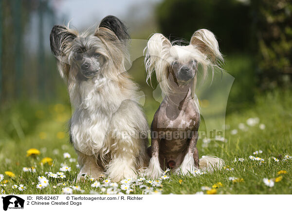 2 Chinese Crested Dogs / 2 Chinese Crested Dogs / RR-82467