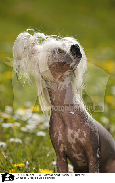 Chinesischer Schopfhund Portrait / Chinese Crested Dog Portrait / RR-82528