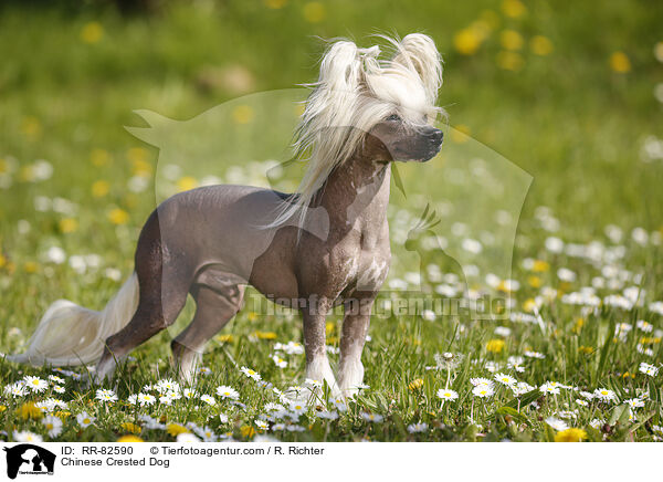 Chinese Crested Dog / RR-82590