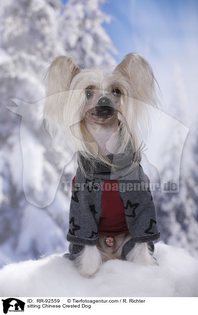 sitting Chinese Crested Dog / RR-92559