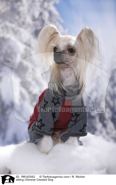 sitzender Chinese Crested Dog / sitting Chinese Crested Dog / RR-92562