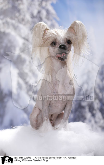 sitting Chinese Crested Dog / RR-92566