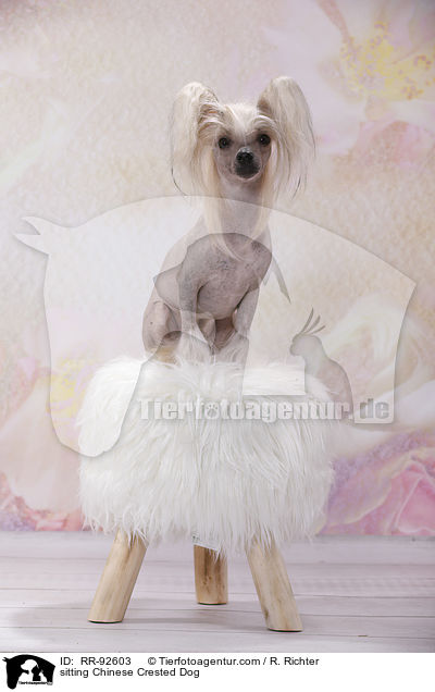 sitting Chinese Crested Dog / RR-92603