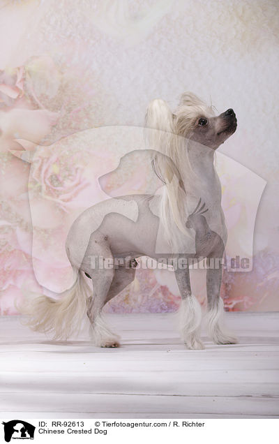 Chinese Crested Dog / RR-92613
