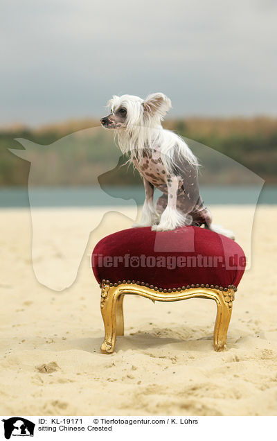 sitting Chinese Crested / KL-19171
