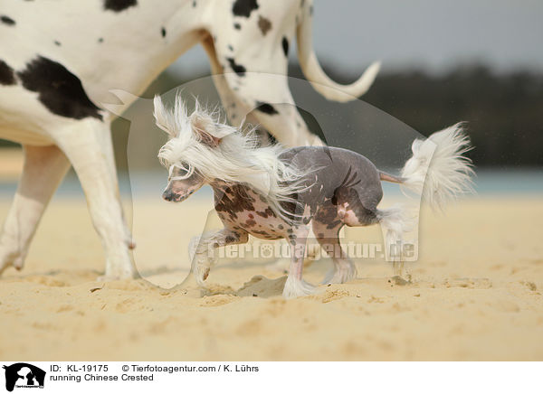 running Chinese Crested / KL-19175
