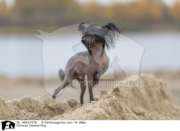 Chinese Crested Dog / NW-01078