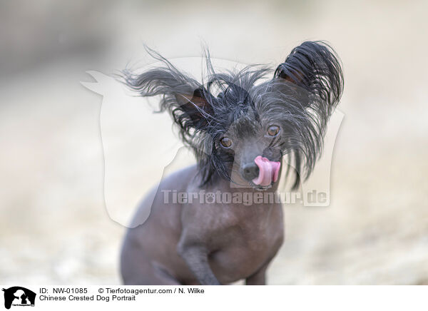 Chinese Crested Dog Portrait / NW-01085