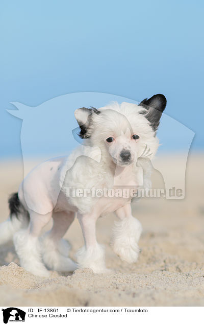 Chinese Crested / Chinese Crested / IF-13861