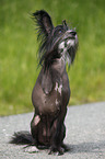 Chinese Crested Dog