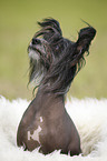 Chinese Crested Dog