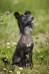 Chinese Crested Dog